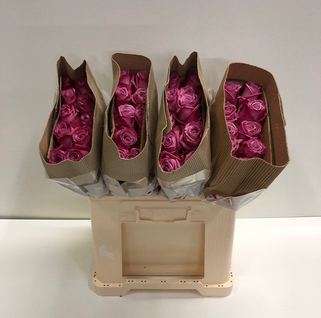 Rosa gr dionysus SB.jpg
